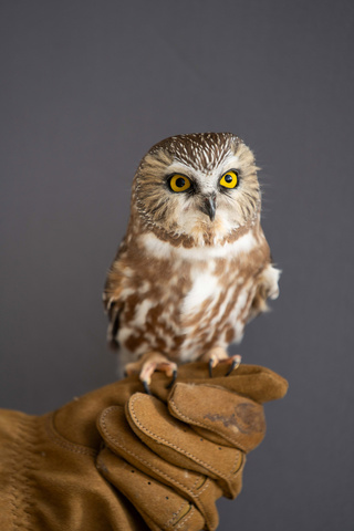 Juniper, a Northern Saw-whet Owl 