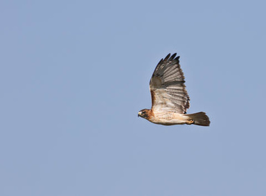 Raptor in flight