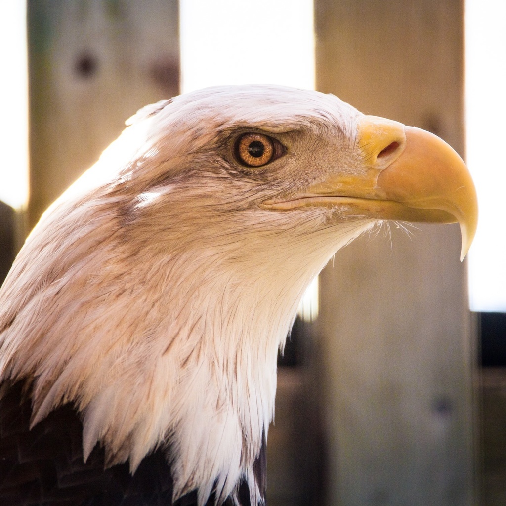 Spirit the bald eagle 