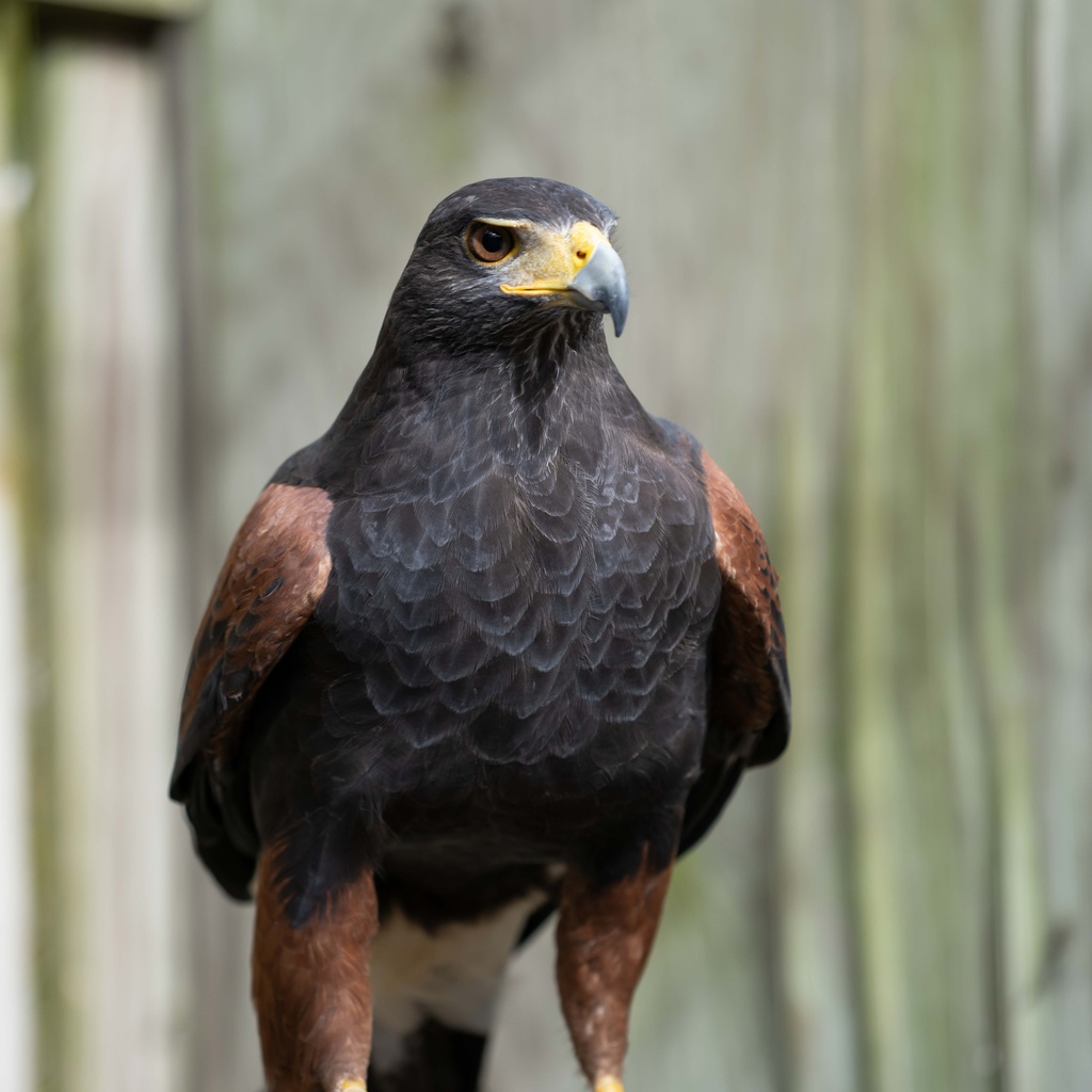 a harris's hawk stands in an enclosure
