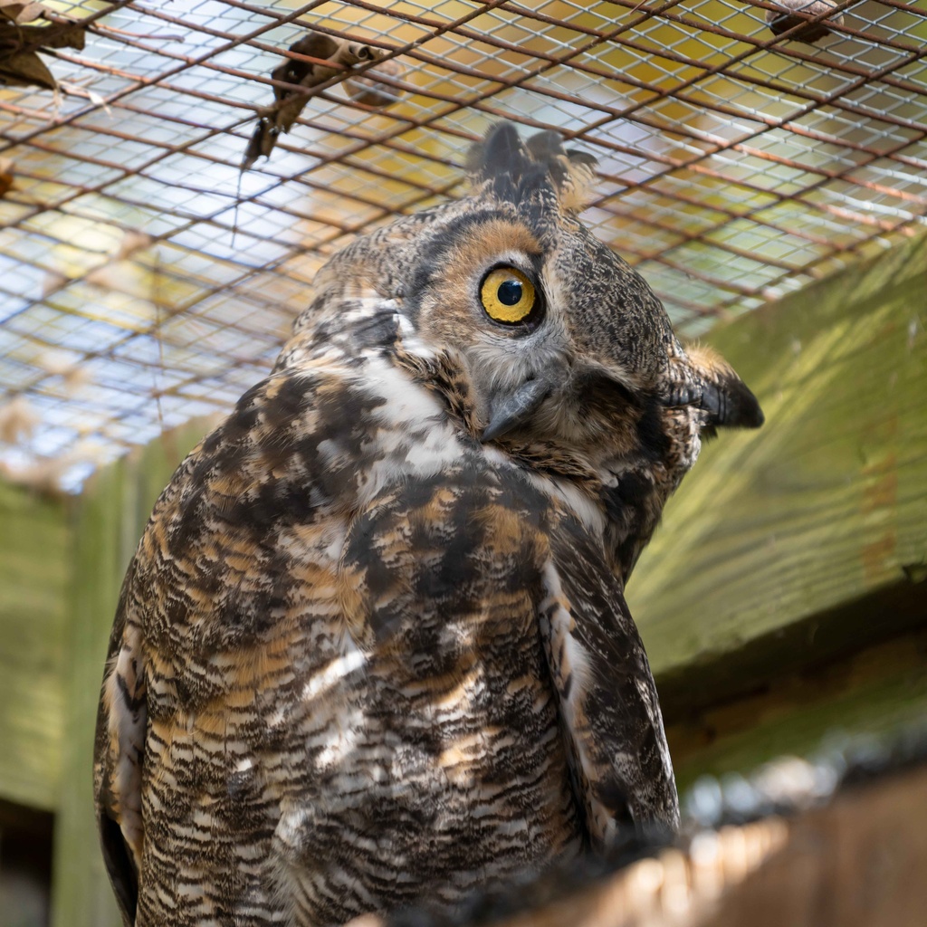 A great horned owl with one eye looks at you