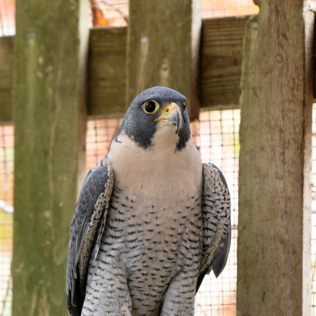 A peregrine falcon perches in an enclosure