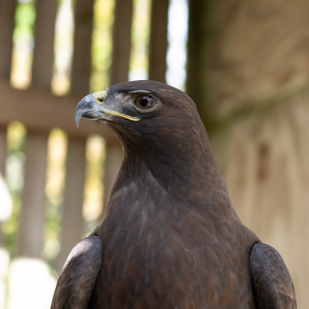 a red-tailed hawk looks to the left in an enclosure