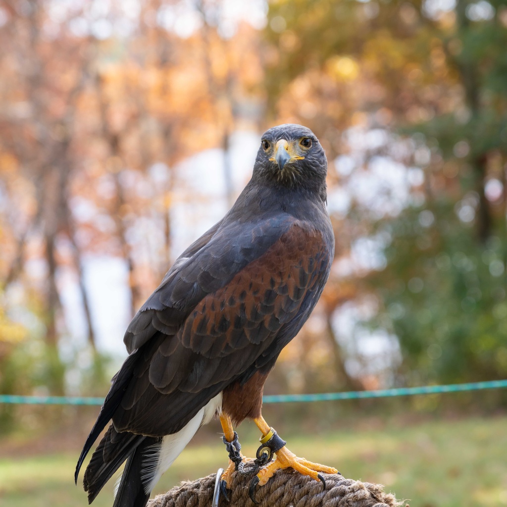 A hawk perches on a branch outside in the autumn
