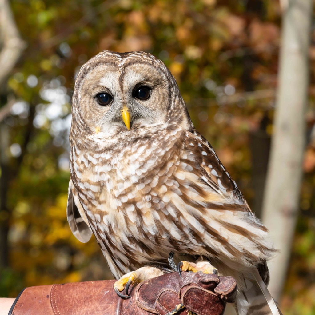 a barred owl sits on a glove in the woods