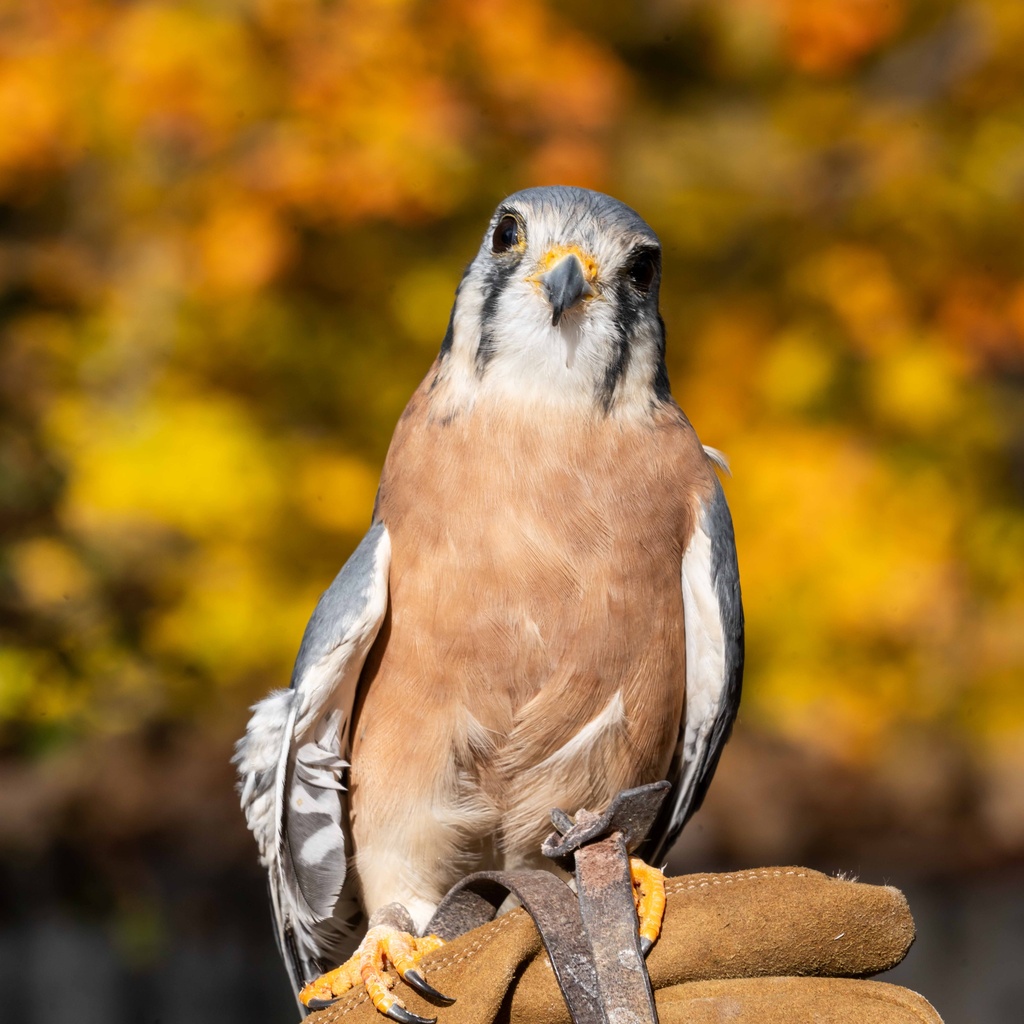 An american kestrel on the glove looks at you curiously