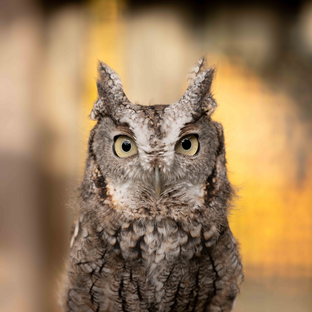 an eastern screech owl sits on the glove