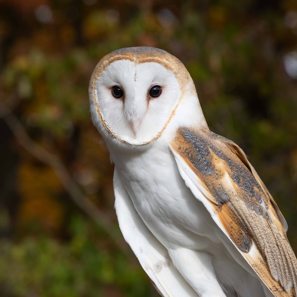A barn owl perched in the woods