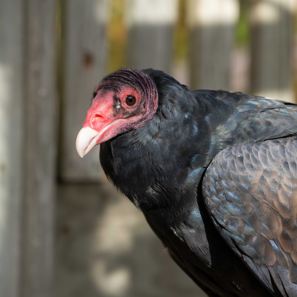 A turkey vulture relaxing