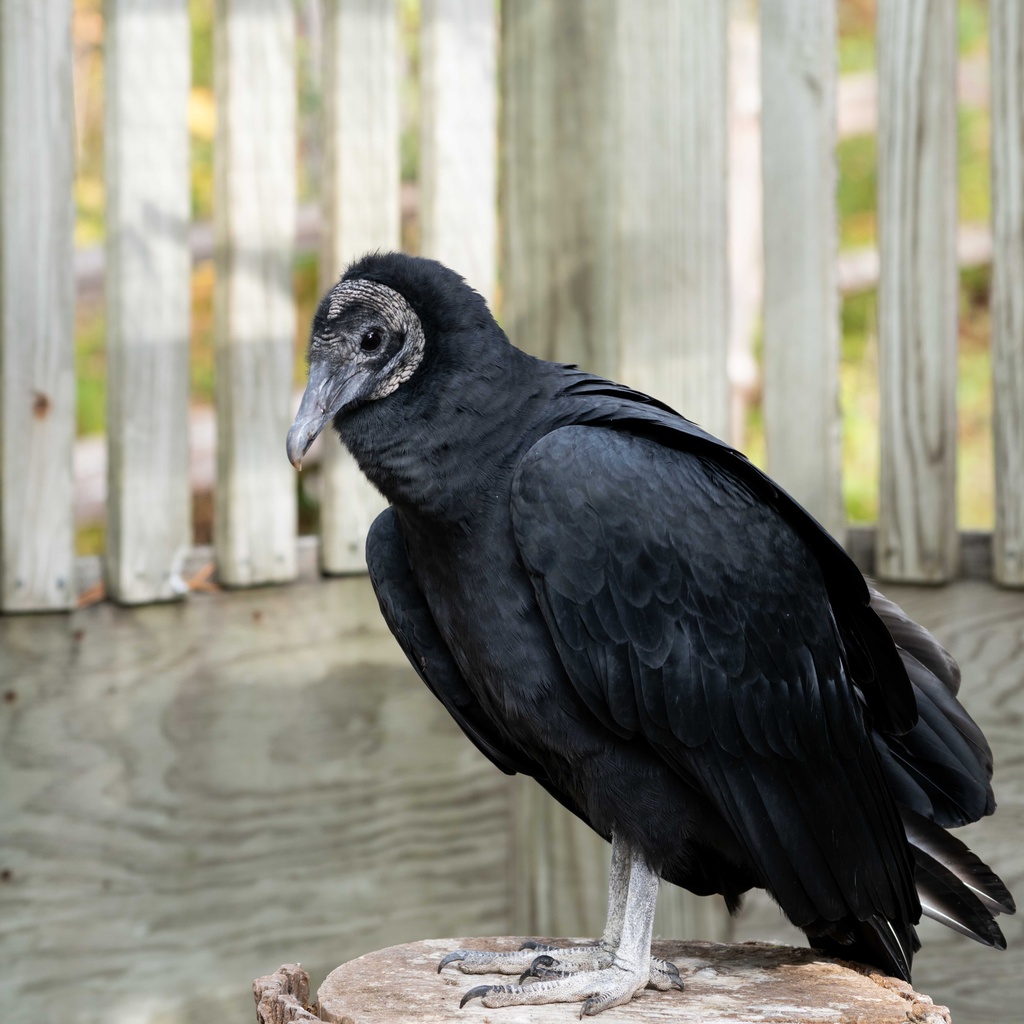 black vulture sits peacefully