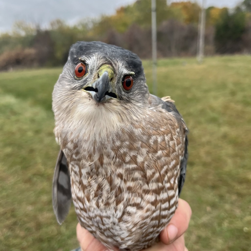 Hawk Watch (October 10) promotional image