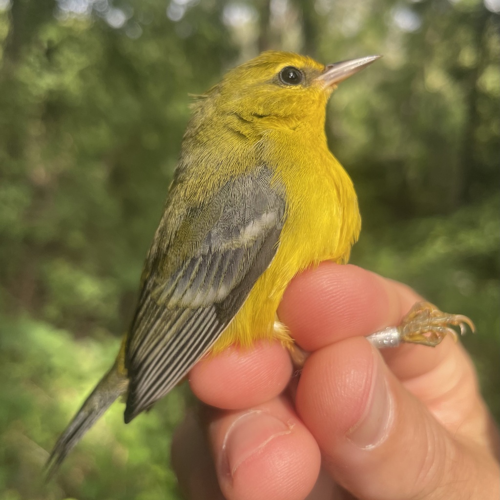 Early Fall Bird Banding promotional image