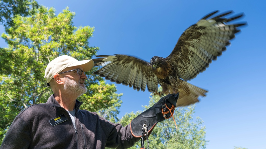 UI WILD director Dave Conrads and raptor 