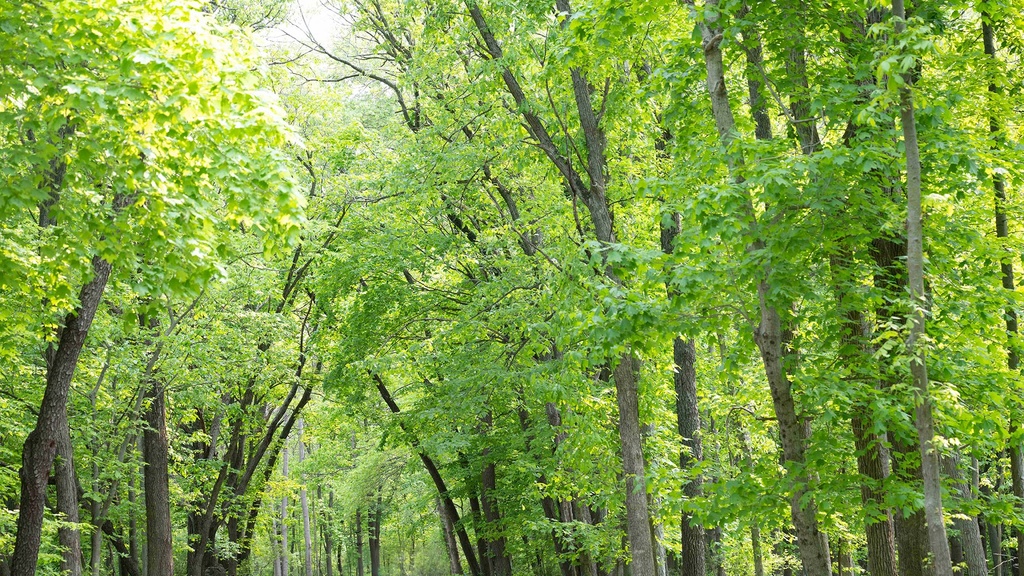 Tree lined path at Macbride Nature Recreation Area