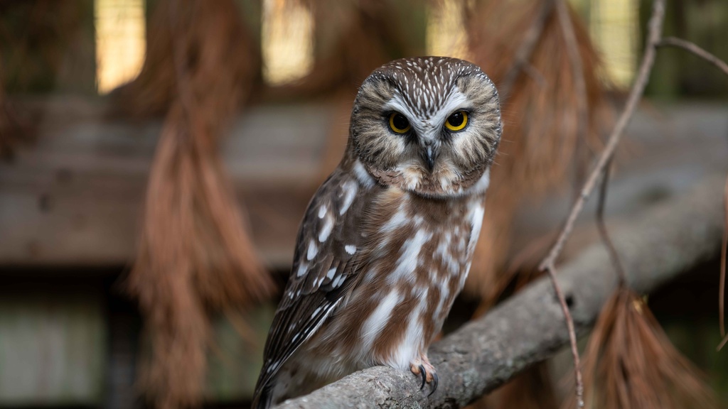 Small owl sits on pine branch in enclosure