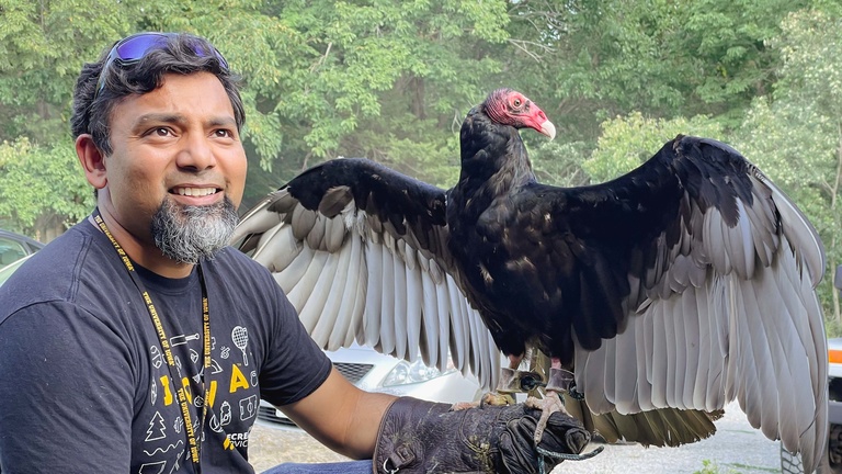Falconer holds turkey vulture on glove
